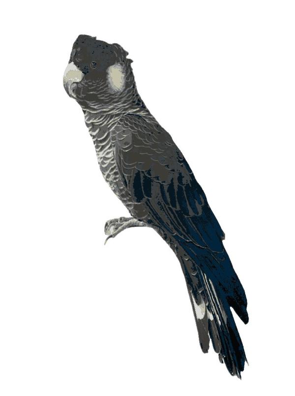 Baudin Cockatoo