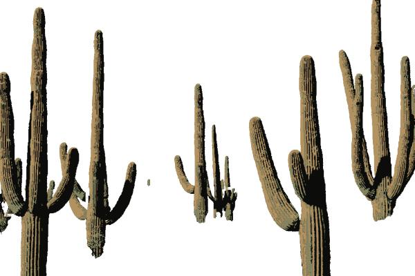 Cactus