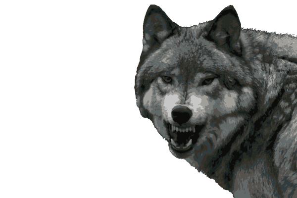 Wolf Teeth