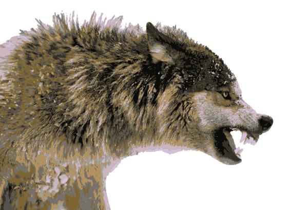 Wolf Growling