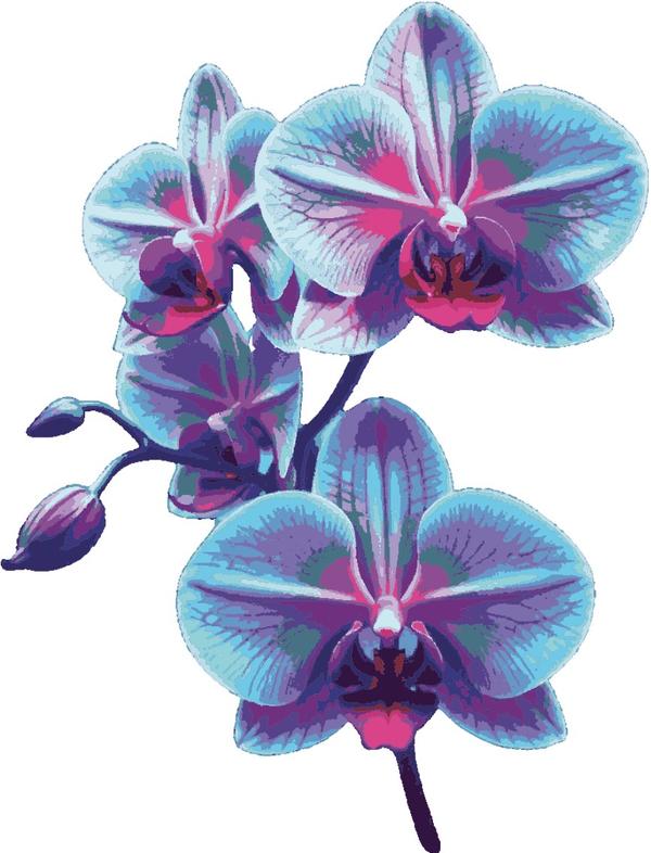 Dreamy Orchids