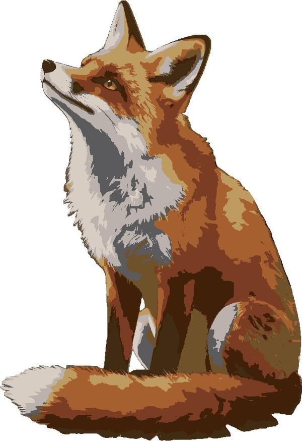 Red Fox Gaze